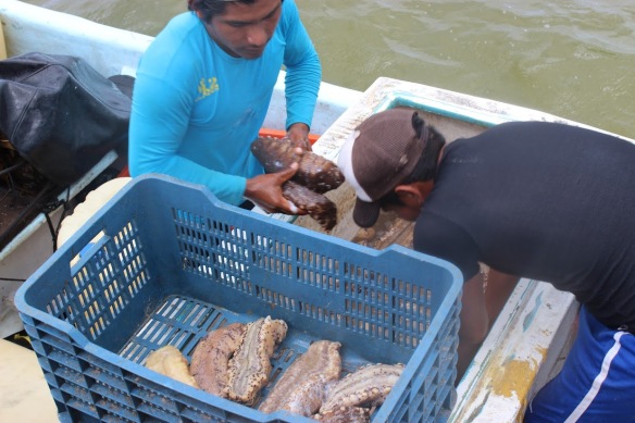 Sea cucumber fishing season 2016 (Dzilam de Bravo, Yucatan, Mexico). Credit: Eva Coronado, National Polytechnic Institute, Mexico.