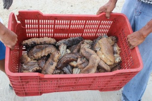 Sea cucumber fishing season 2016 (Dzilam de Bravo, Yucatan, Mexico). Credit: Eva Coronado, National Polytechnic Institute, Mexico.